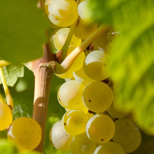 site-grain-roussanne-vigne